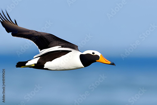 Eider duck  Somateria melanoptera  single bird in flight  Falkland Islands. Generative AI