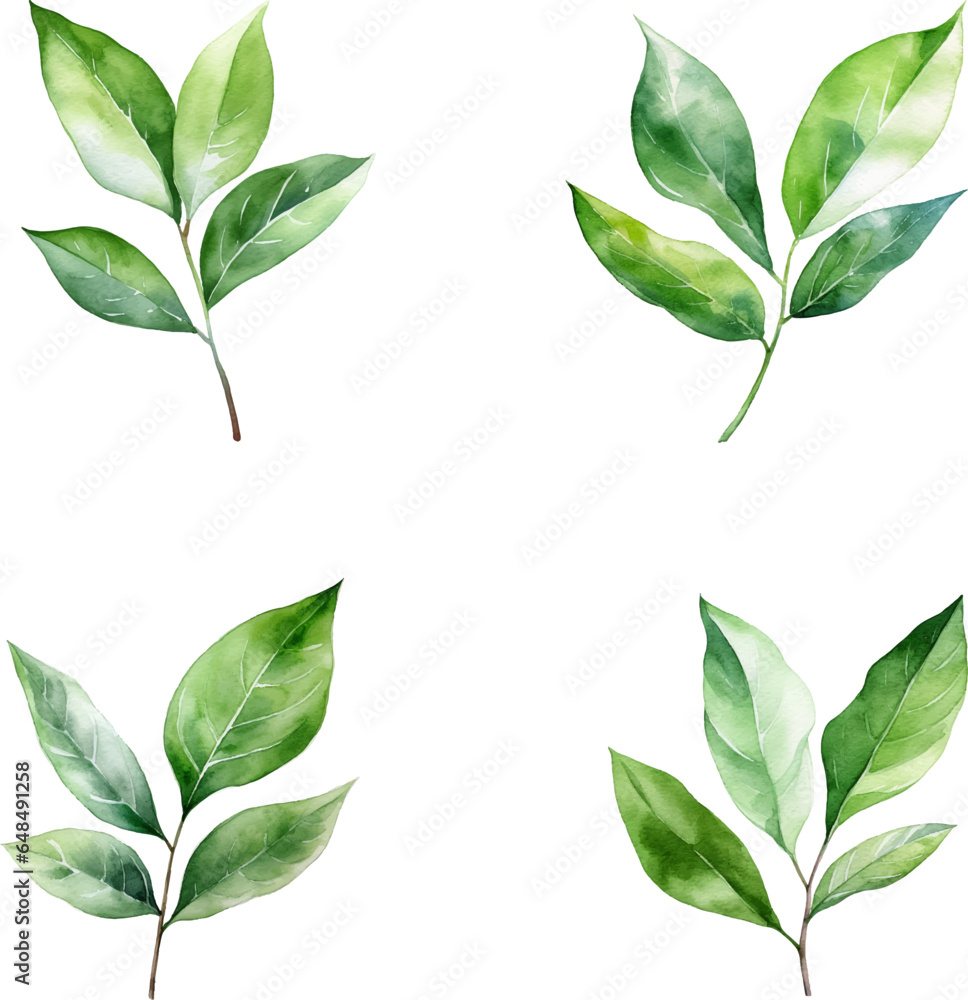 set of watercolor green leaves isolated on white background set of watercolor green leaves isolated on white background