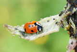 Ladybird eating aphids on a leaf natural aphid pest control