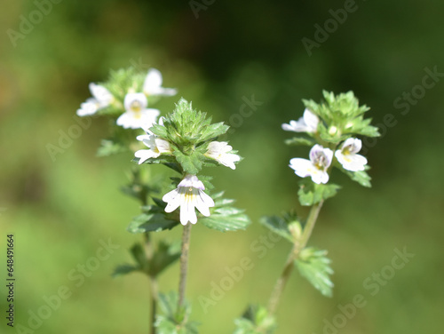 Closeup on the small wild herb eyebright Euphrasia sp. on green background photo