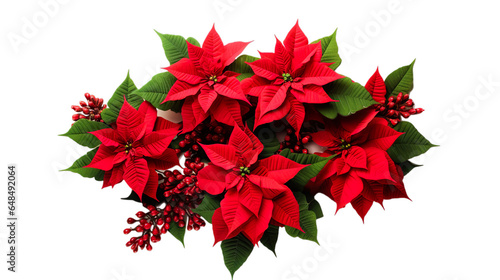 Christmas red poinsettia flowers on transparent png background photo