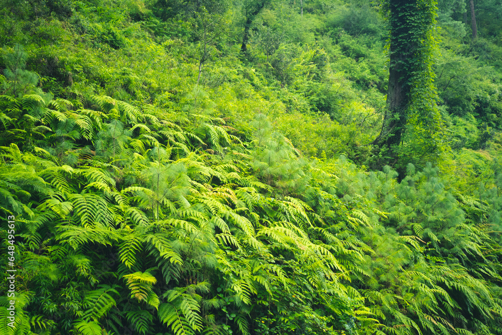 Fototapeta premium Jibhi Tirthan Valley,Himachal Pradesh India.