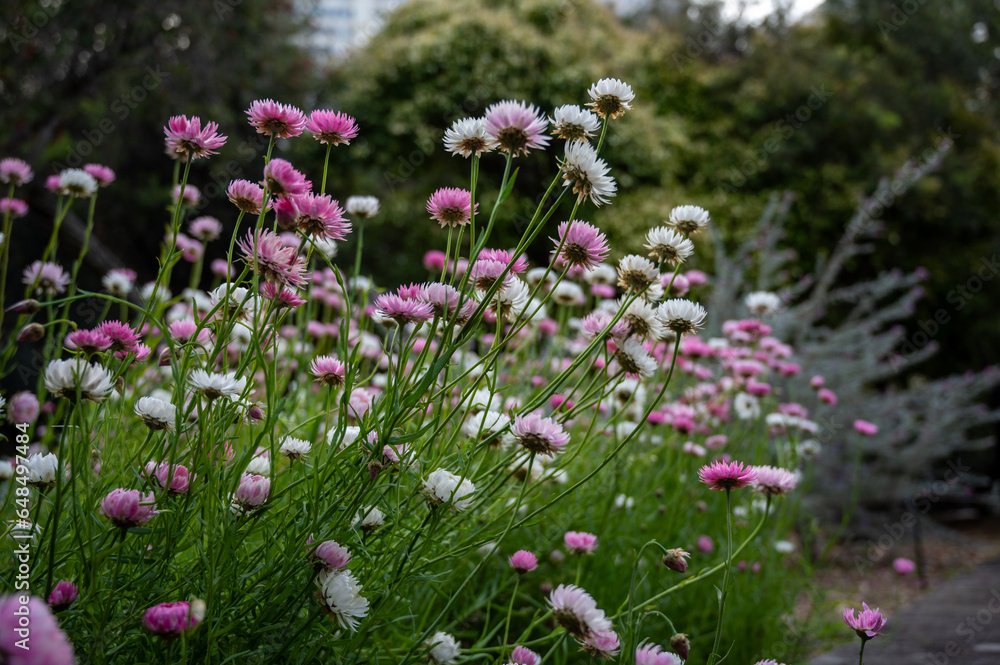 Obraz premium Paper daisy, Rhodanthe Asteraceae, sunray or pink paper daisy a genus Australian plant, Spring background of Australian pink and white everlasting daisies, strawflowers and paper daisies