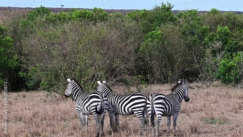 Wild African zebras grazing in the savannah in the natural environment of Kenya, Africa
