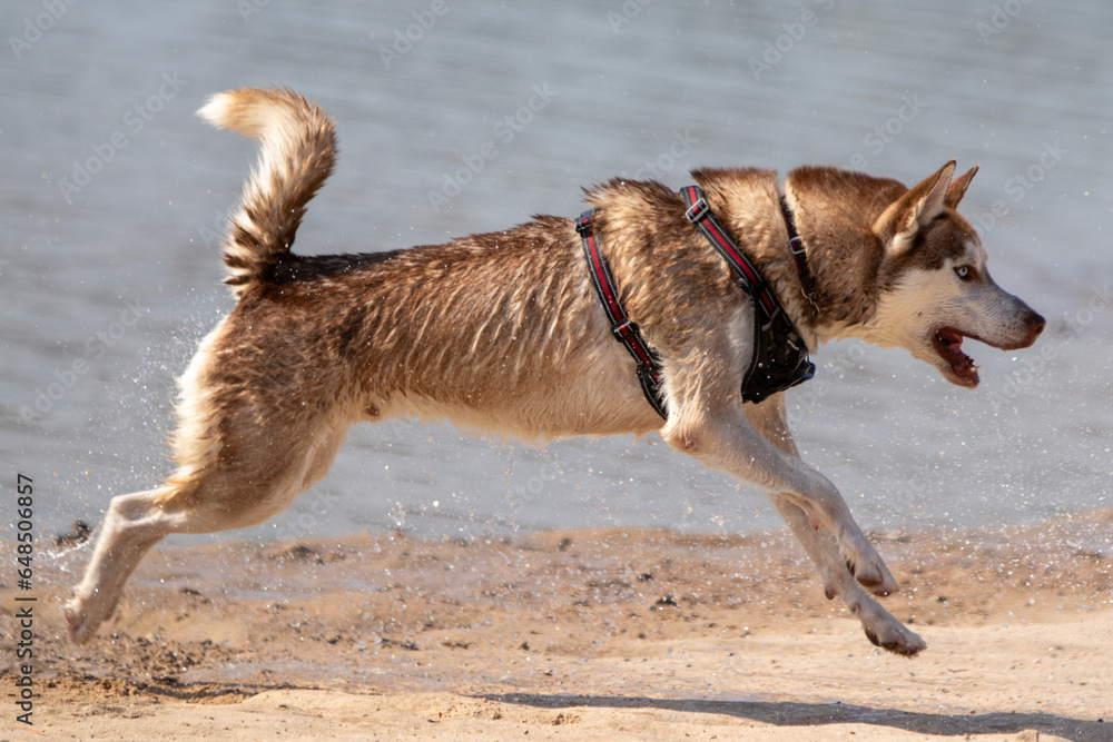 Huskey Running on the dog park beach Huskey Running on the dog park beach