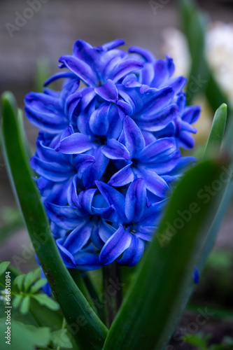 Hyacinth, Hyacinthus orientalis, Aqua or delft blue, Asparagaceae, spring time Australia, spring flowers photo