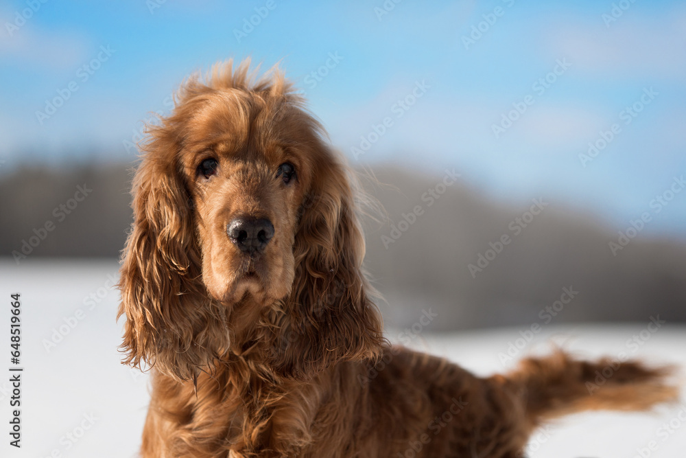young and beautiful cocker spaniel dog playing on the snow winter field on a sunny day young and beautiful cocker spaniel dog playing on the snow winter field on a sunny day