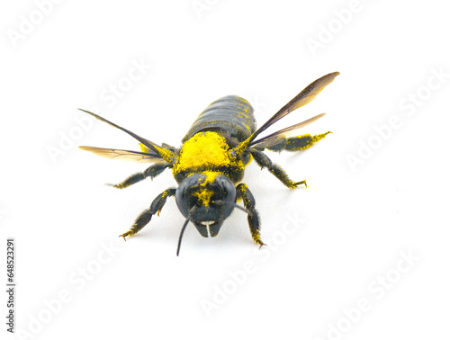 Giant sweat bee - Dieunomia heteropoda - large species of flying insect family Halictidae found in Central America and North America isolated on white background with pollen on thorax front face view