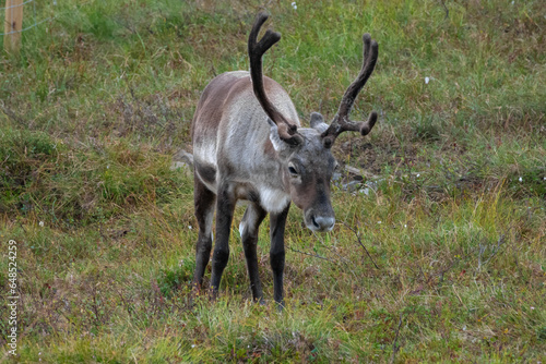 Reindeer  Rangifer tarandus   caribou in North America   free roaming in the beautiful landscapes of Troms og Finnmark  Arctic Norway.