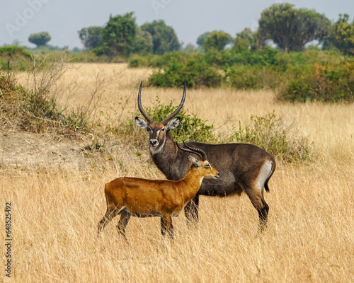 Canvas Print Ugandan kob (Kobus kob thomasi) and Waterbuck (Kobus ellipsiprymnus) in Queen Elizabeth National Park  of Uganda