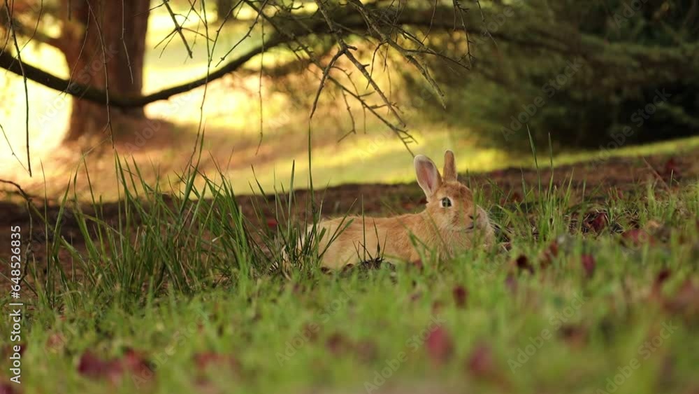 Cute beige rabbit relaxing on the grass under pine tree in the city park Cute beige rabbit relaxing on the grass under pine tree in the city park