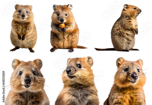 Quokka  many angles and view portrait side back head shot isolated on transparent background cutout  PNG file