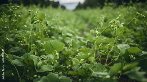 field of green peas growing on vines one generative AI