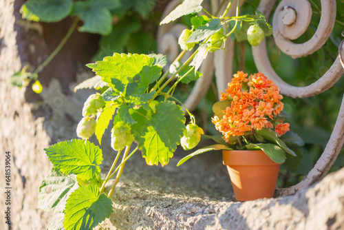 orange flower in flowerpot on vintage wall in sunlight