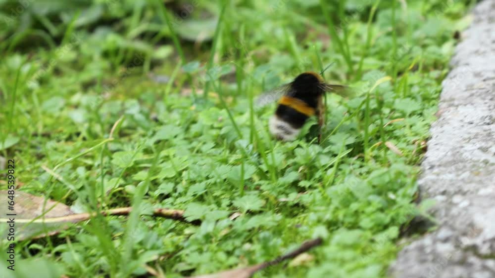A wounded bumblebee crawls, trying to survive A wounded bumblebee crawls, trying to survive