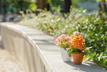 flowers in pots in sunlight outdoor