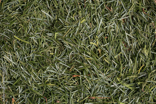 pine needles spruce background texture