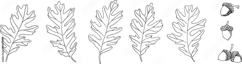 Vector oak leaves and acorns. Hand-drawn illustration in black and white. Wild plants. Isolated. For fabric, sketchbook, wallpaper, wrapping paper. Vector oak leaves and acorns. Hand-drawn illustration in black and white. Wild plants. Isolated. For fabric, sketchbook, wallpaper, wrapping paper.