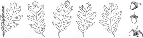 Vector oak leaves and acorns. Hand-drawn illustration in black and white. Wild plants. Isolated. For fabric, sketchbook, wallpaper, wrapping paper.