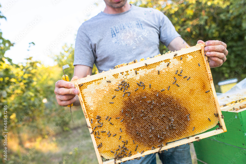 beekeeper holds a frame with honey, and bees. Close-up of beekeeping. Local ecosystem and support. beekeeper holds a frame with honey, and bees. Close-up of beekeeping. Local ecosystem and support.