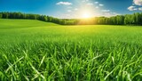 Spring summer background featuring beautiful panoramic natural landscape of green field with grass against blue sky with sun