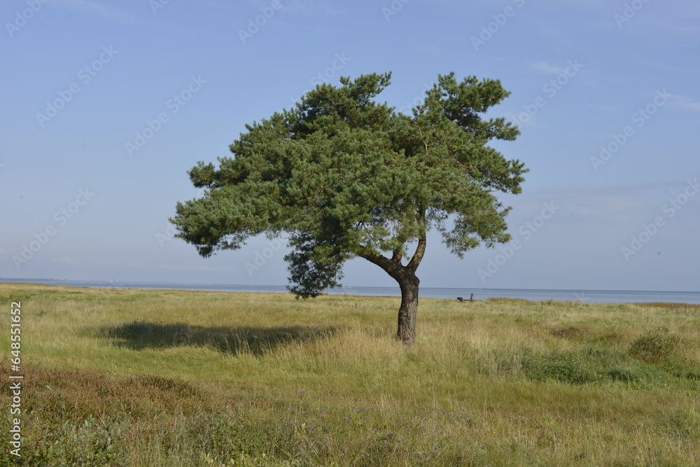 Solitary tree on Salt Meadow