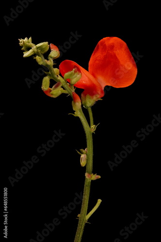 Schilderij op canvas Runner Bean (Phaseolus coccineus). Inflorescence Closeup