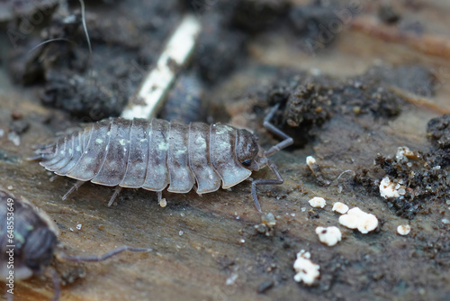 Closeup on the Common shiny woodlouse  Oniscus asellus  on a piece of wood