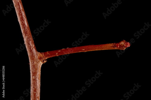 Hairy Cockspurthorn (Crataegus submollis). Brachyblast Closeup photo