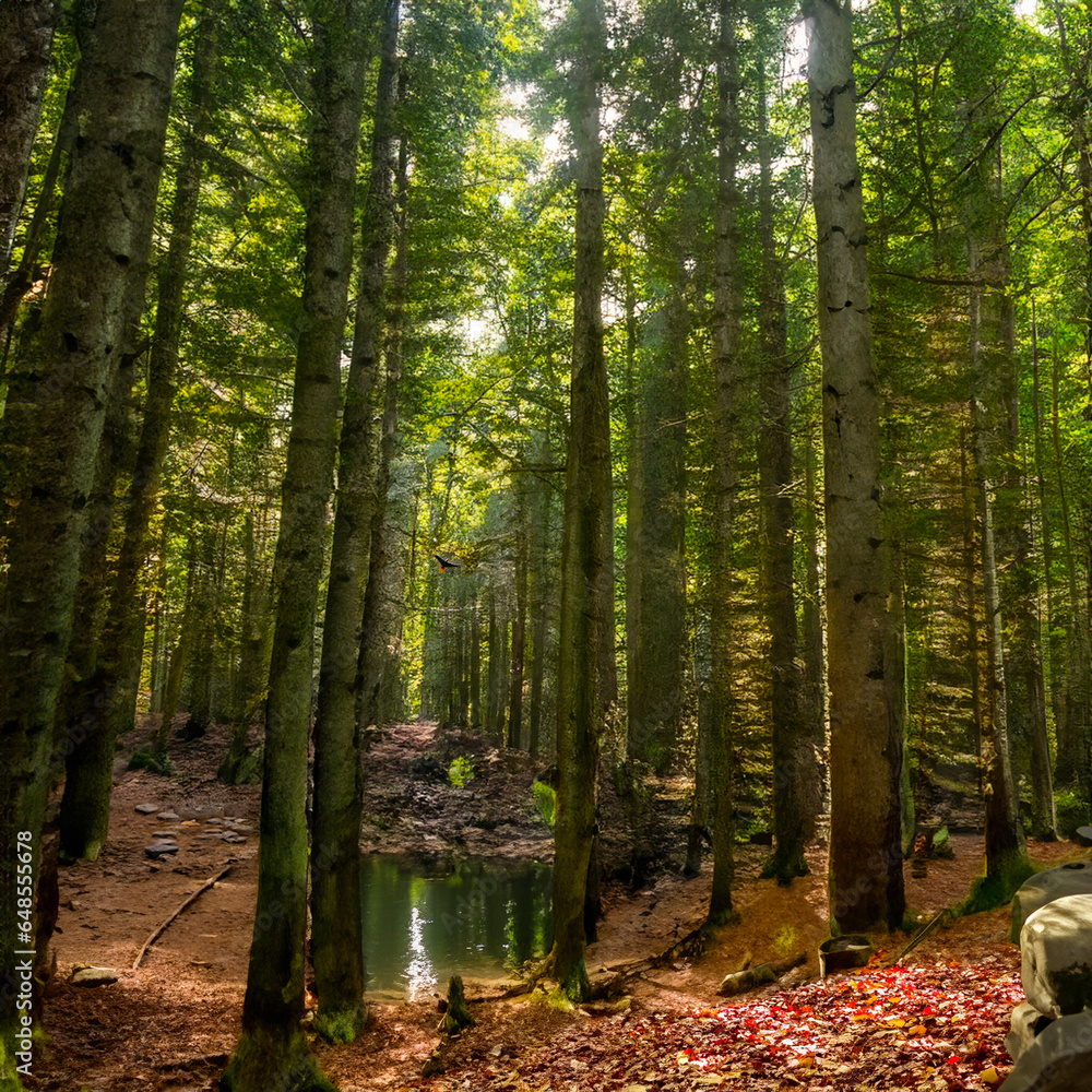 Obraz premium Floresta com arvores altas