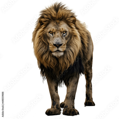 Portrait of a lion standing isolated on white