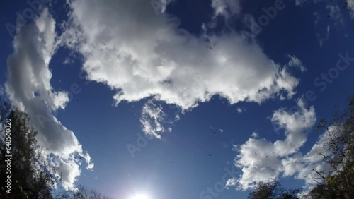 Blue sky with moving white clouds, sun rays, flock of birds Rooks, Corvus frugilegus in flight and autumn branches trees moved by wind - timelapse with slow motion, panorama 160. photo