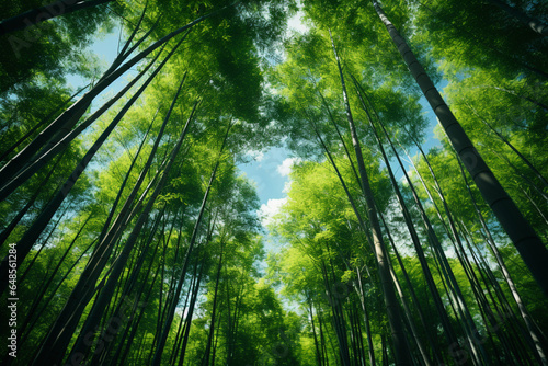 Bamboo forest scenery during daylight, warm & tranquillity © Rekalawa
