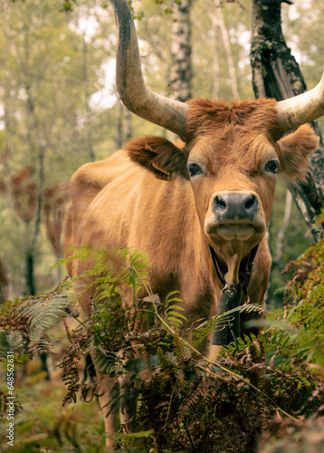 cow free on the nature, eating on the forest