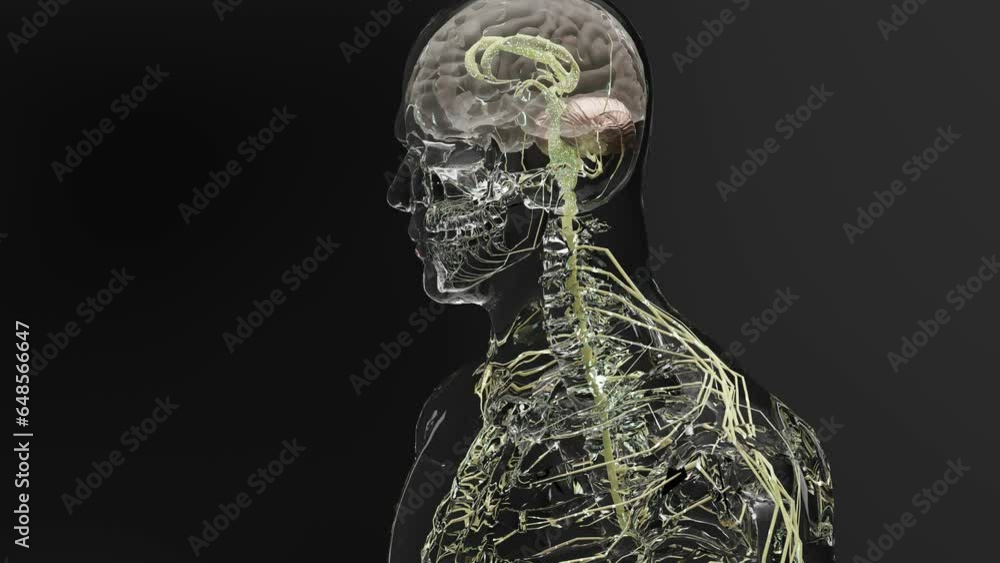 Human brain nervous system anatomy, medical diagram with parasympathetic and sympathetic nerves. medically accurate, 3d render
Human brain nervous system anatomy, medical diagram with parasympathetic and sympathetic nerves. medically accurate, 3d render