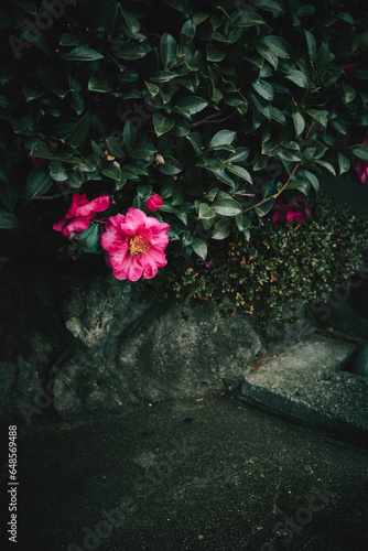 flowers in the garden