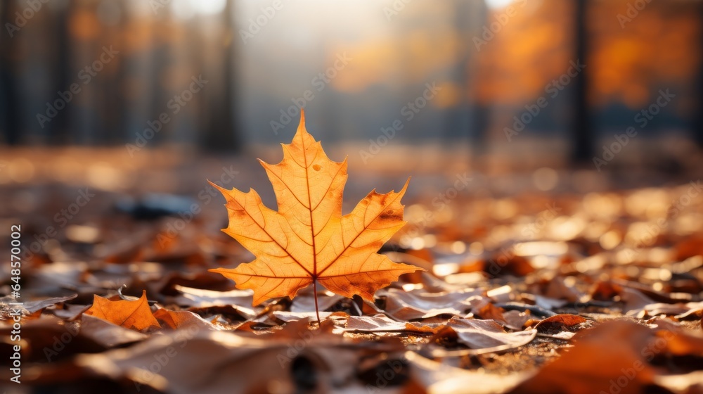 Beautiful orange autumn maple tree close up in natural park with soft focus in sunlight