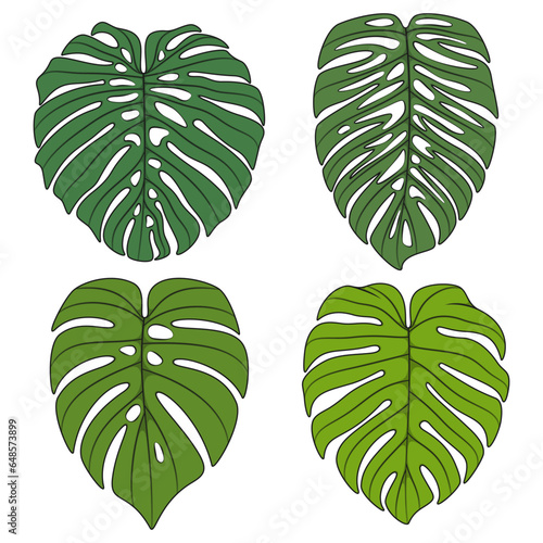 Set of color illustration with monstera creeper plant leaves. Isolated vector objects on white background.