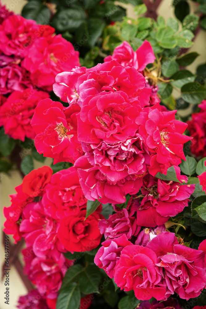 Rose flower on background blurry pink roses flower in the garden of roses, English roses garden. Beautiful bush of red roses Rose flower on background blurry pink roses flower in the garden of roses, English roses garden. Beautiful bush of red roses