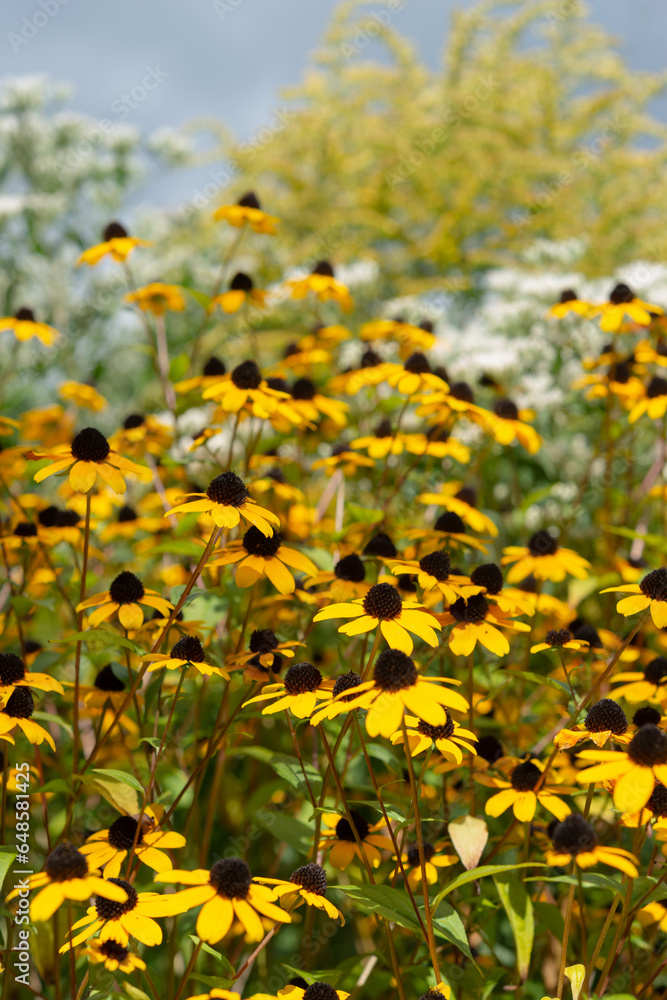 rudbeckia triloba flowers in late summer