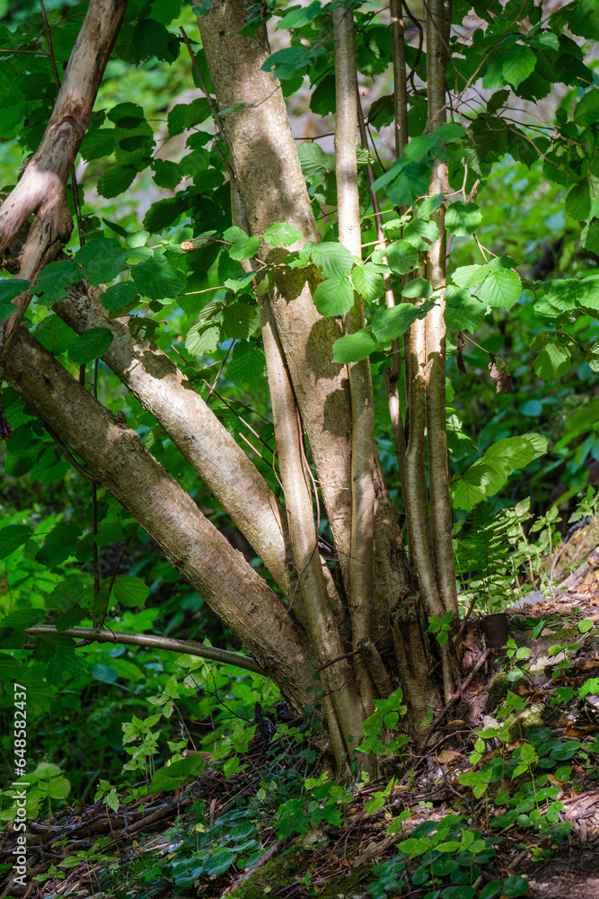 green summer foliage details background