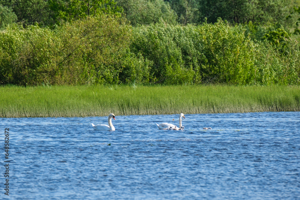birds swimming in water gathering food