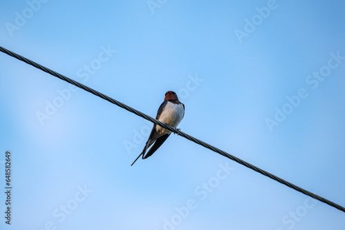 bird sitting on a wire