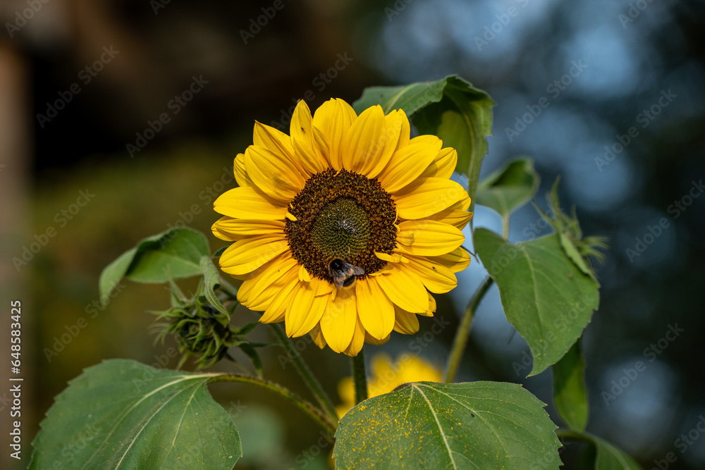 Fototapeta premium sunflower on a green blur background