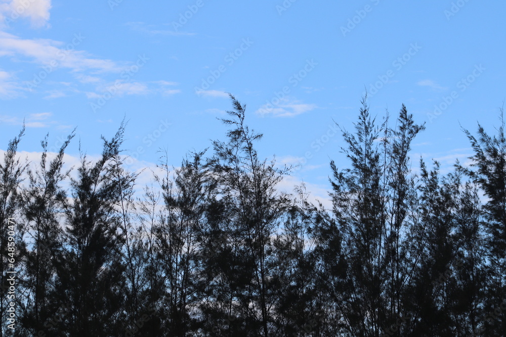 grass and sky grass and sky