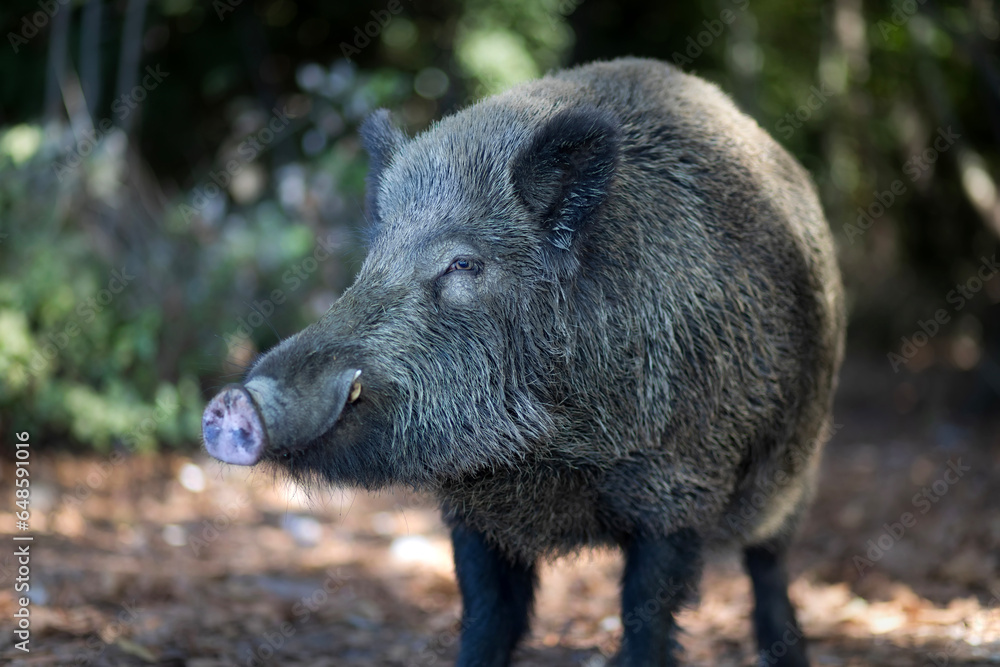 Photo of wild boar in its natural habitat. Green brown nature backgopund. Photo of wild boar in its natural habitat. Green brown nature backgopund.
