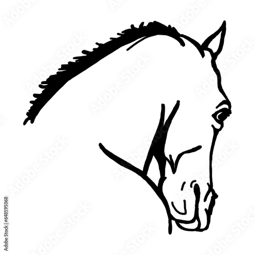 Line drawing horse head (ID: 648595068)
