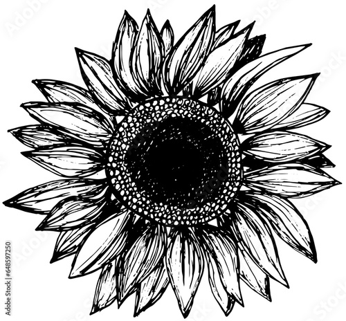 Sunflower floral botanical hand drawn illustration element.
