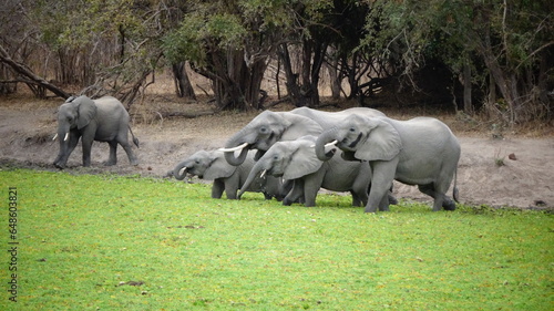 elephants in the wild