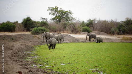 Canvas Print elephants in the river